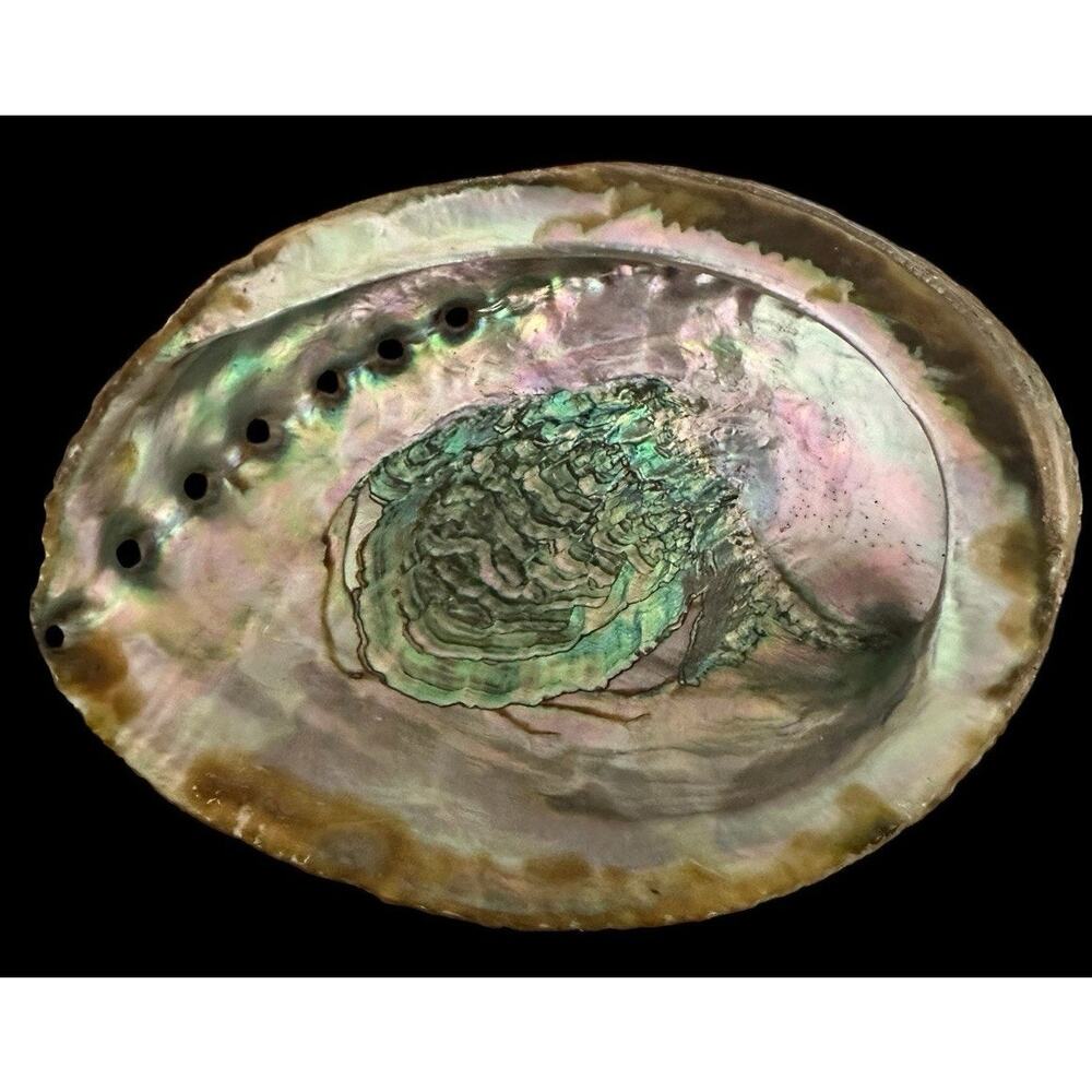 Large Natural Abalone Shell 6” Iridescent Mother of Pearl Smudging Bowl Trinket - Picture 2 of 10